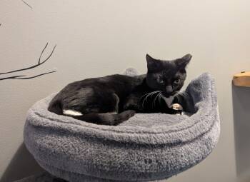 Rescue Domestic Short Hair Cats for Adoption in Schnecksville, Pennsylvania - MIA | PetCurious