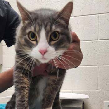 Domestic Short Hair Cats Available for Adoption in Murray, Utah - Cyrus | PetCurious