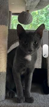 Earl -  Domestic Short Hair Cat for Adoption in The Woodlands, Texas - Earl | PetCurious