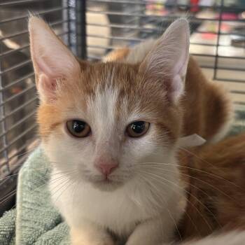 Sunset -  Domestic Short Hair Cat for Adoption in Chesapeake, Virginia - Sunset | PetCurious