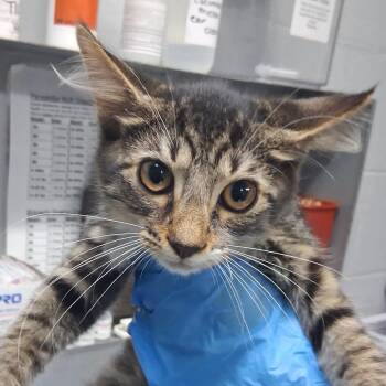 Tracer -  Domestic Medium Hair Cat for Adoption in Summerville, South Carolina - Tracer | PetCurious