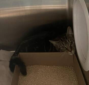 Basil Of Baker Street -  Domestic Short Hair Cat for Adoption - Basil Of Baker Street | PetCurious