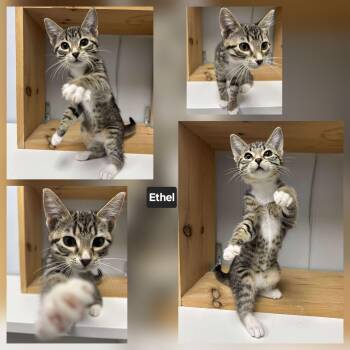 Rescue Domestic Short Hair Cats for Adoption in Winnipeg, Manitoba - Ethel | PetCurious