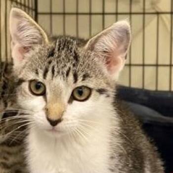Rescue Domestic Short Hair Cats for Adoption in Ocean Isle Beach, North Carolina - Harriet | PetCurious
