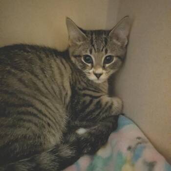 Domestic Short Hair Cats Available for Adoption in Providence, Rhode Island - Kiwi | PetCurious