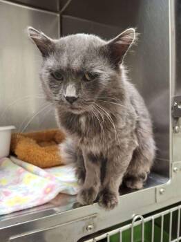 Rescue Domestic Medium Hair Cats for Adoption in Ironwood, Michigan - SCRUGGS | PetCurious