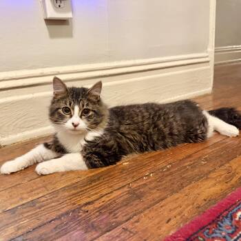 Domestic Medium Hair Cats Available for Adoption in Richmond, Virginia - Monty Python | PetCurious