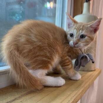 Sam Biscuit -  Tabby and Domestic Short Hair Cat for Adoption in Friendswood, Texas - Sam Biscuit | PetCurious