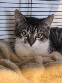 Sumac -  Domestic Short Hair Cat for Adoption in Shelton, Washington - Sumac | PetCurious