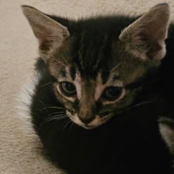 Martin -  Domestic Short Hair Cat for Adoption in Huntsville, Alabama - Martin | PetCurious