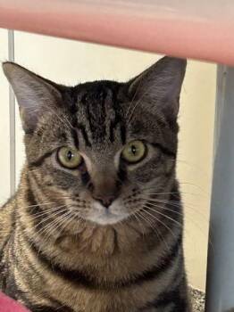 Oliver -  Domestic Short Hair Cat for Adoption in Hamilton, Montana - Oliver | PetCurious
