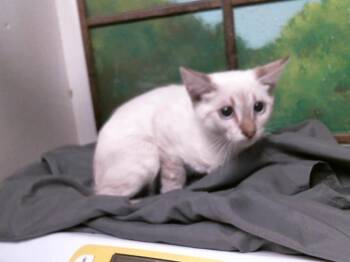 A2090551 -  Siamese and Domestic Short Hair Cat for Adoption in Houston, Texas - A2090551 | PetCurious
