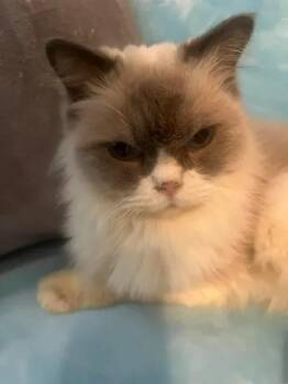 Dan The Man -  Ragdoll Cat for Adoption in Ennis, Texas - Dan The Man | PetCurious