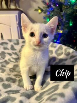 Rescue Domestic Short Hair Cats for Adoption in Shrewsbury, Massachusetts - Chip | PetCurious