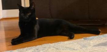 Sira -  Domestic Short Hair Cat for Adoption in Fairfax, Virginia - Sira | PetCurious