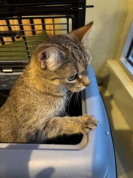 Rescue Domestic Short Hair Cats for Adoption in Grand Rapids, Michigan - Yucca | PetCurious