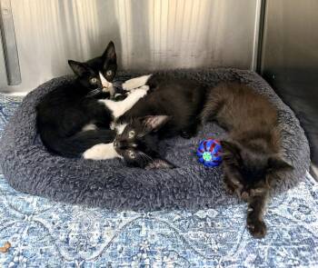 Jeeves, Carson and Alfred -  Domestic Medium Hair Cat for Adoption in Petersburg, Virginia - Jeeves, Carson And Alfred | PetCurious