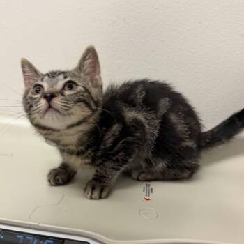 Feta -  Domestic Short Hair Cat for Adoption in Edinburg, Texas - Feta | PetCurious
