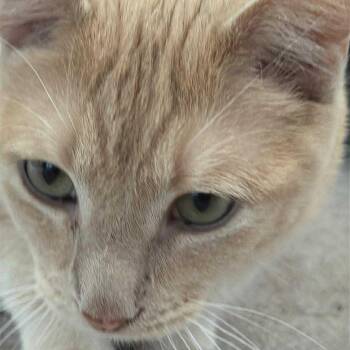 Rescue Domestic Short Hair Cats for Adoption in Blaine, Minnesota - Nilla Wafer | PetCurious