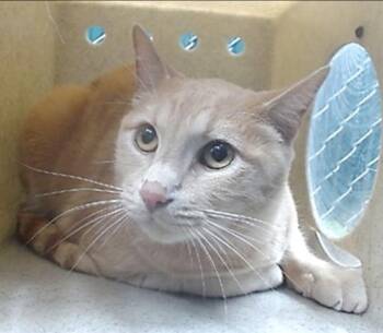 Rescue American Shorthair Cats for Adoption in Beverly Hills, California - Titus | PetCurious