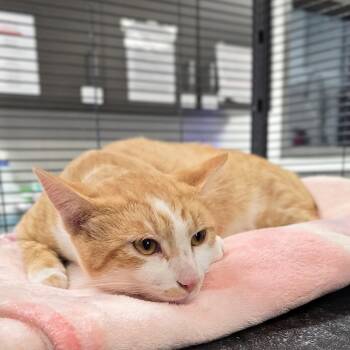 Big Boy -  Domestic Short Hair Cat for Adoption in Mount Carmel, Illinois - Big Boy | PetCurious