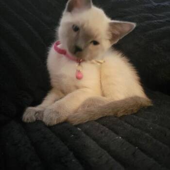 Shumai -  Domestic Short Hair Cat for Adoption in Tampa, Florida - Shumai | PetCurious
