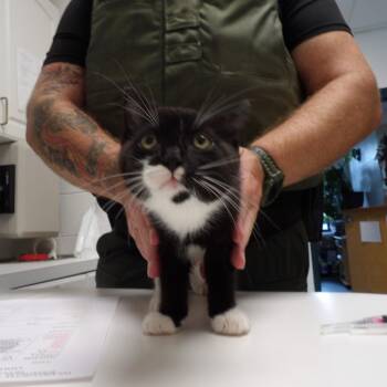Harrison -  Domestic Short Hair Cat for Adoption in New York, New York - Harrison | PetCurious