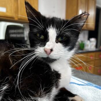 Domestic Short Hair Cats Available for Adoption in Leander, Texas - Natanya | PetCurious