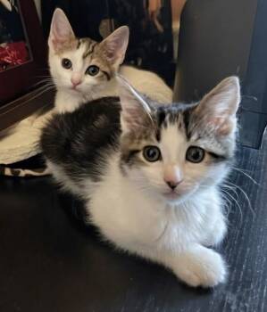Bron Vierra -  Domestic Short Hair Cat for Adoption in Morrison, Colorado - Bron Vierra | PetCurious
