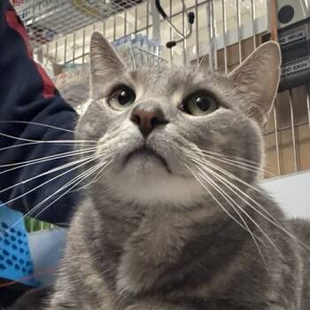 Rescue Domestic Short Hair Cats for Adoption in New York, New York - Quentin | PetCurious
