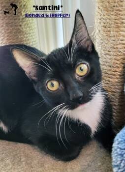 Santini (Bonded w/Hopper) -  Domestic Short Hair Cat for Adoption in Centerville, Utah - Santini (Bonded W/Hopper) | PetCurious