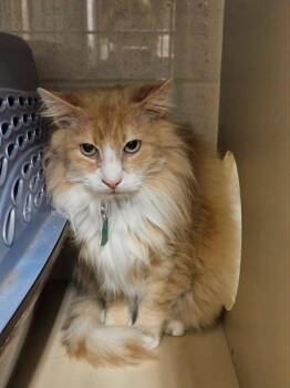 Sammy -  Domestic Long Hair Cat for Adoption in Ogden, Utah - Sammy | PetCurious