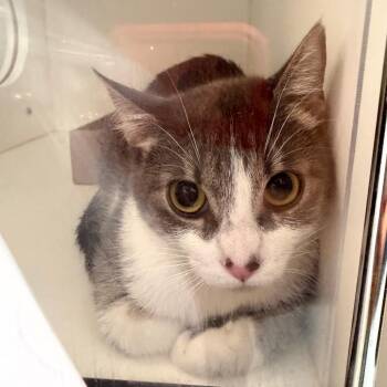 Chimmer -  Domestic Short Hair Cat for Adoption in Philadelphia, Pennsylvania - Chimmer | PetCurious