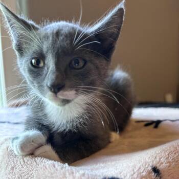 Smokey Bear 26-05-147 -  Domestic Short Hair Cat for Adoption in Bastrop, Texas - Smokey Bear 26-05-147 | PetCurious