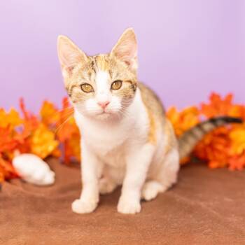 Rescue Domestic Short Hair Cats for Adoption in Durham, North Carolina - Cocoa Bean | PetCurious