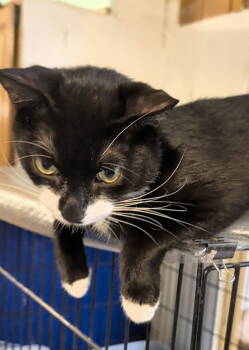 Rescue Domestic Short Hair Cats for Adoption in Pompano Beach, Florida - Tipsy | PetCurious