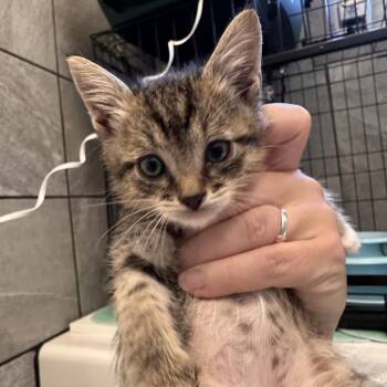 Xander Rainey -  Domestic Short Hair Cat for Adoption in Eagle Mountain, Utah - Xander Rainey | PetCurious