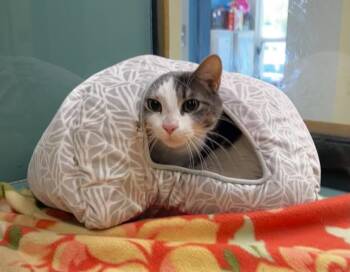 Ferdinand -  Domestic Short Hair Cat for Adoption in Suffolk, Virginia - Ferdinand | PetCurious