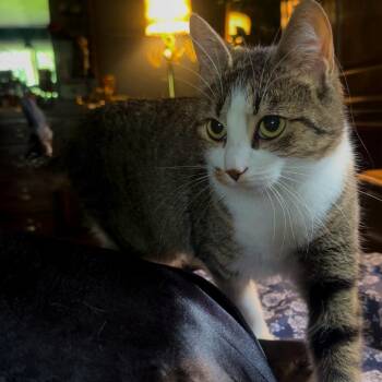 20260428-A5 Blossom -  Domestic Short Hair Cat for Adoption in Chehalis, Washington - 20260428-A5 Blossom | PetCurious