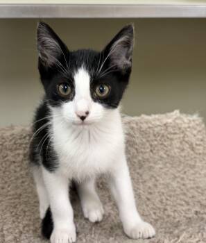 Spidey -  Domestic Short Hair Cat for Adoption in Kerrville, Texas - Spidey | PetCurious
