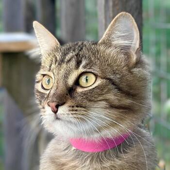 Phoebe -  Domestic Medium Hair Cat for Adoption in Victor, New York - Phoebe | PetCurious