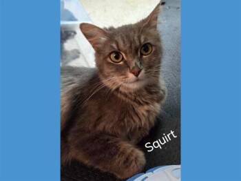 SQUIRT -  Domestic Medium Hair Cat for Adoption in Fort Wayne, Indiana - SQUIRT | PetCurious