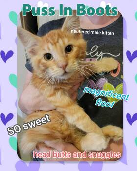 Rescue Domestic Short Hair Cats for Adoption in Brigham City, Utah - Puss In Boots | PetCurious