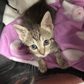 XoXo X1 -  Domestic Short Hair Cat for Adoption in Edinburg, Texas - XoXo X1 | PetCurious