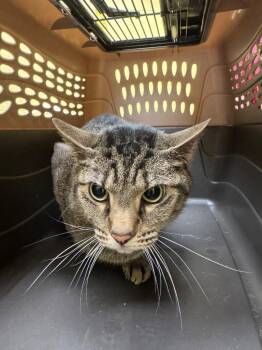Gordie (NEUTERED) -  Domestic Short Hair Cat for Adoption in Crossville, Tennessee - Gordie (NEUTERED) | PetCurious