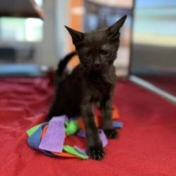 Rock n Roll -  Domestic Short Hair Cat for Adoption in Bullhead City, Arizona - Rock N Roll | PetCurious