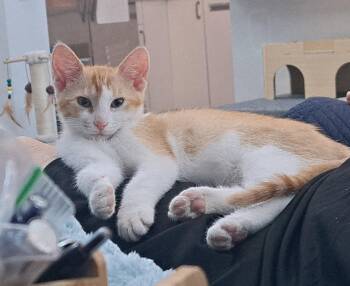 copper -  Tabby and Domestic Short Hair Cat for Adoption in San Jose, California - Copper | PetCurious