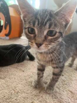 Dale -  Domestic Short Hair Cat for Adoption in Grand Haven, Michigan - Dale | PetCurious