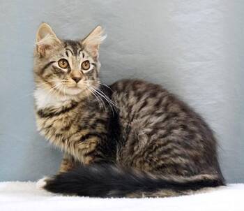 Theo -  Domestic Medium Hair Cat for Adoption in Maynardville, Tennessee - Theo | PetCurious