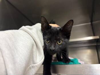 DENISE -  Domestic Short Hair Cat for Adoption in Fort Wayne, Indiana - DENISE | PetCurious